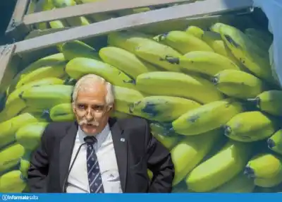 Mientras los productores alertan, un diputado salteño defiende la nueva ley de la banana