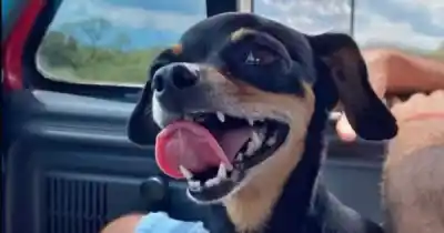 Desesperada búsqueda en Salta: ofrecen recompensa por una perrita que lleva 48 horas perdida