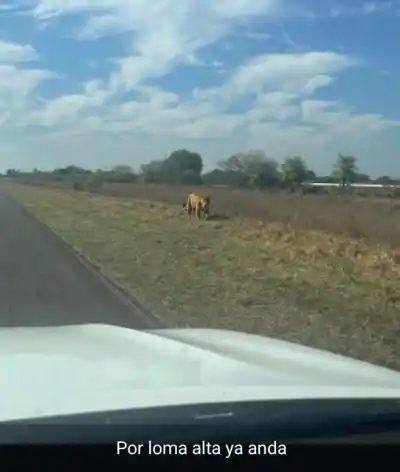 Apareció en una ruta de Corrientes: el yaguareté que desafía el paso del tiempo