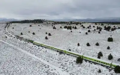 Impacto contra animales en las vías: el Tren Patagónico vuelve a unir Viedma y Bariloche