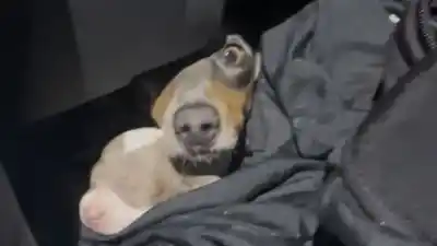 Descubrieron 13 perros salchicha escondidos en un auto en la frontera: el insólito hallazgo que alertó a las autoridades
