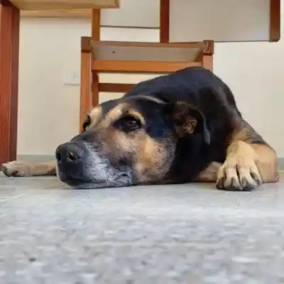 El doloroso adiós a Pichino: el perro que era parte del paisaje de Alvear