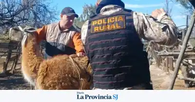Allanaron una casa en Caucete y lo que encontraron adentro era un zoológico clandestino