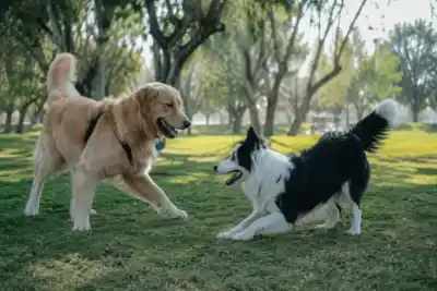 Mascotas, murciélagos y aves: la jornada gratuita que prepara Rawson para toda la familia