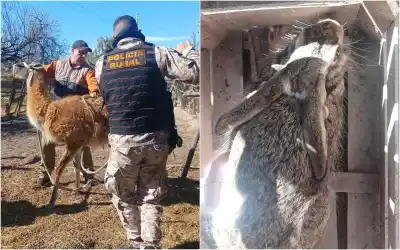 Allanamiento en Caucete: lo que hallaron en el fondo de una casa sorprendió a todos