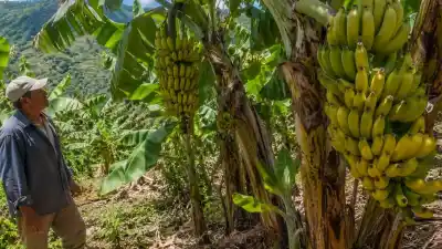 El secreto de la banana jujeña: sin pesticidas y más dulce que la importada