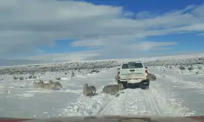 Nieve en el sur de Chubut: el operativo que busca llegar a los pobladores aislados