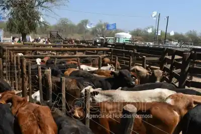 El Chorro se prepara para la Feria Ganadera Paippera: ¿qué secretos esconde esta "fiesta" del campo?