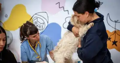 Agenda de agosto: castraciones y vacunas gratis para mascotas en Quilmes