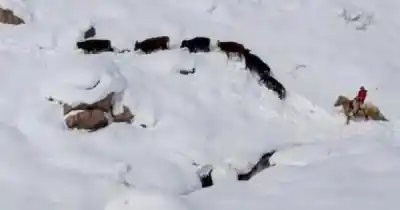 Pasó seis horas en la nieve para salvar a 18 vacas y lo que encontró te va a sorprender