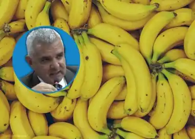 El peligro oculto detrás de la banana importada que alerta a los productores salteños