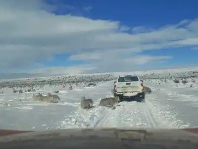 El sur de Chubut bajo la nieve: un operativo de emergencia para llegar a zonas aisladas