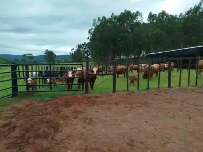 Alba Posse: el predio de 60 corrales que cambiará la ganadería en el Alto Uruguay