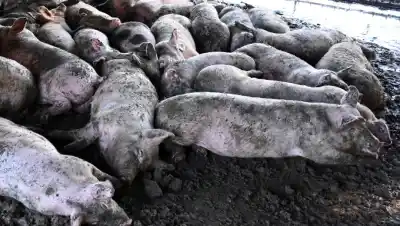 El operativo que busca frenar la triquinosis en Viedma y apunta a la venta ilegal de carne