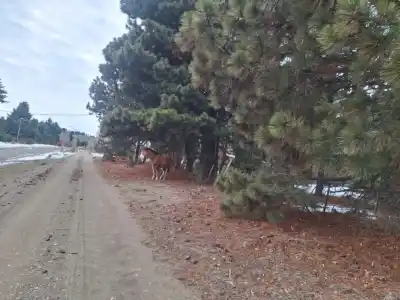 Operativo en Ñirihuau: capturaron caballos sueltos y denunciaron amenazas e intento de liberación