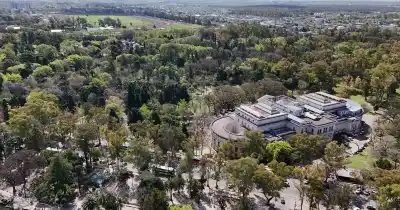 ¿Plata o árboles? La polémica idea que busca convertir el arbolado urbano en bonos de carbono