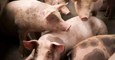 El peligro invisible en los carneos de San Carlos: cómo evitar la triquinosis