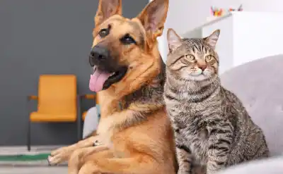 San Salvador actualiza el Registro de Mascotas: ahora incluirá vacunas, castración y ubicación por barrio