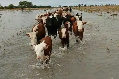 Alerta del SENASA: el protocolo que busca salvar la hacienda en Corrientes y Misiones ante las inundaciones