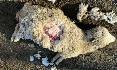Perros sueltos matan 50 ovejas en Dolavon y un productor deja la actividad