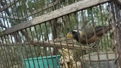 Rescataron 20 aves silvestres en Las Heras: así es el proceso para devolverlas a la naturaleza
