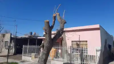 ¿Qué está pasando con los árboles de Santa Rosa? Una invitación para que los vecinos salgan a registrarlos