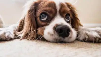 Lo que hará la Municipalidad con el nuevo Registro de Mascotas: mapa de calor y datos por barrio
