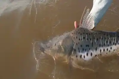 Prohibieron la pesca del surubí en un tramo clave del río Uruguay: los motivos que alarmaron a las autoridades