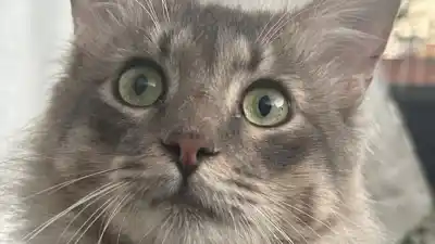 En Bajo La Viña buscan a 'Shely': el gato que desapareció sin dejar rastro