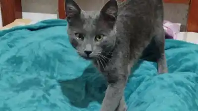 Hallaron un gato en la peatonal 33: buscan a sus dueños desesperadamente