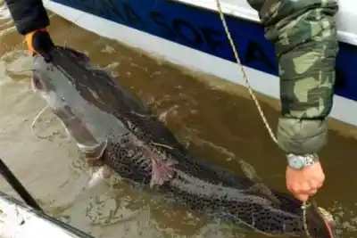 Prohíben la pesca del surubí en un tramo clave del río Uruguay: ¿qué pasó?