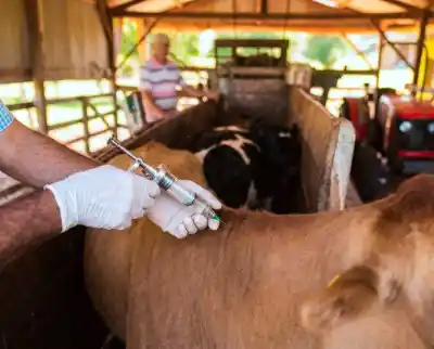 Ganadería misionera: la estrategia que logró que más productores se sumen a las campañas sanitarias