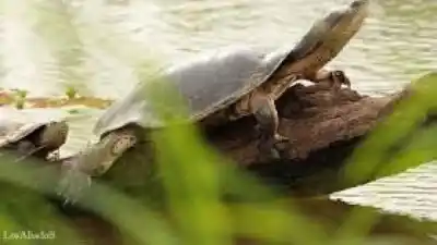 Rescatan una tortuga acuática en La Madrid y la devuelven al río Marapa en Tucumán