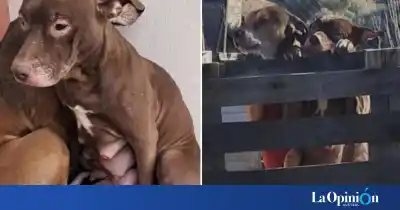 Nuevo ataque a los perros rescatados: arrojaron botellas con alcohol al lugar donde estaban