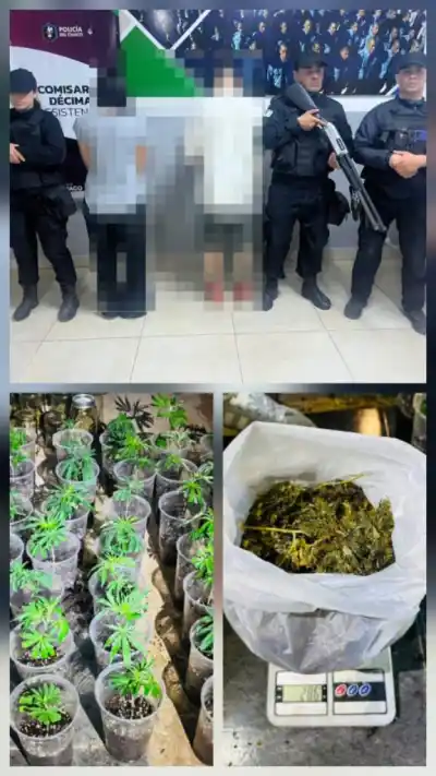 Denunció violencia familiar y la Policía encontró un cultivo de cannabis con más de 420 plantines