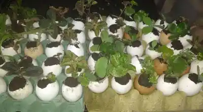 Villa Giardino: llevá tus residuos reciclables y llévate compost gratis