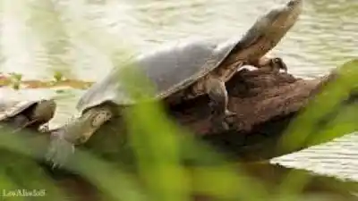 Un hallazgo inesperado en La Madrid: el misterioso viaje de una tortuga que terminó en una casa