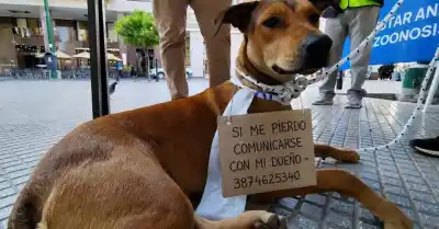La advertencia de un veterinario sobre los "perros peregrinos" que preocupa a todos