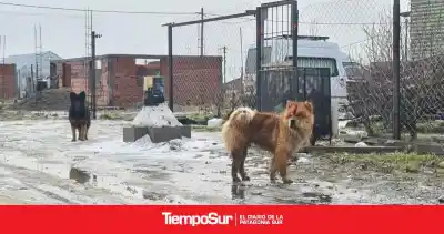 Polémica en Caleta Olivia: ¿cobrar por castrar mascotas?