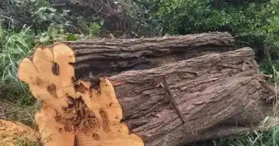 Misteriosas podas en el Parque Miedan: el Municipio se desliga y pide ayuda vecinal