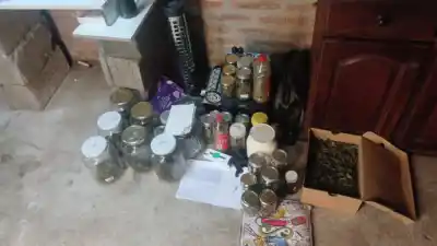 Denunció violencia familiar y la policía se topó con un cultivo de marihuana en Villa Elba