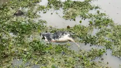Apareció una vaca muerta flotando frente al shopping de Santa Fe y nadie sabe cómo llegó