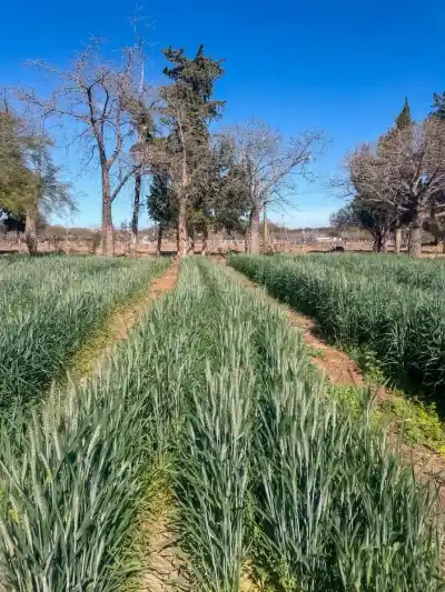 En Quilino, la paja de trigo del vivero municipal se convierte en arte y sustento familiar