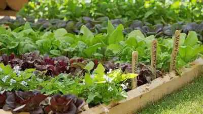 No arranques toda la planta: las verduras que siguen creciendo después de cortarlas