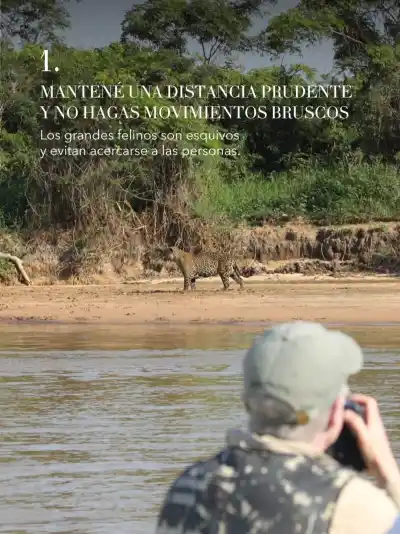 ¿Sabés cómo actuar si te encontrás con un yaguareté? Los detalles que tenés que conocer