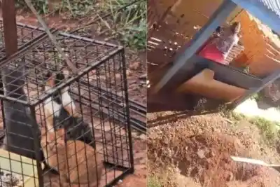 Lo que hallaron en el fondo de una casa de Itaembé Guazú: gatos enjaulados y perros golpeados