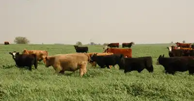 El mapa secreto de los campos argentinos: ¿qué provincias tienen más tierras en manos extranjeras?