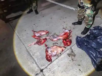 Tres cazadores furtivos cayeron en la ruta 9: llevaban animales silvestres muertos