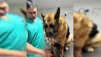 Preocupación en La Toma: se dispararon los ataques de yarará a perros y hay un factor clave