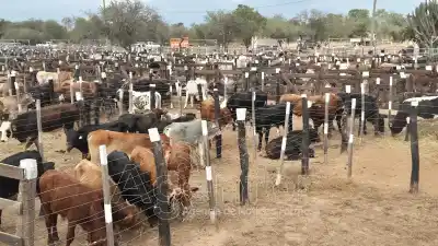 Más de 700 cabezas de ganado se vendieron en la cuarta Feria Ganadera Paippera de El Chorro
